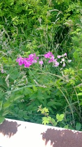 wayside-wild-pea