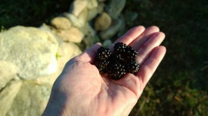 blackberries-by-the-wall