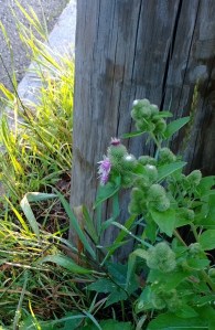 burdock-has-a-pink-flower