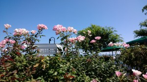 flowers-and-fence-082614
