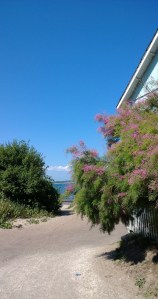 fluffy-bush-by-the-sea