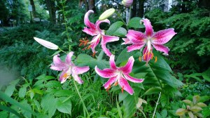 lilies-Sudbury-Rd