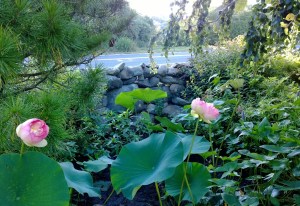 lotus down-the-street-bloomed-082814