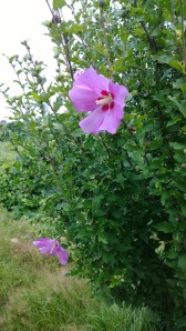 rose-of-sharon