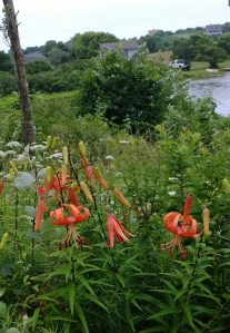 tiger-lilies-by-fresh-pond