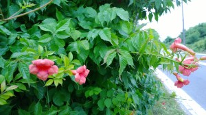 trumpet-vine-lakeside-drive