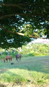 two-horses-early-morning