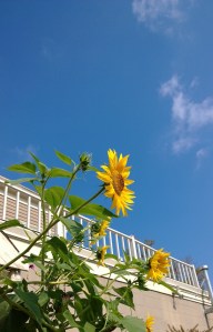 090614-sunflower-W-Concord