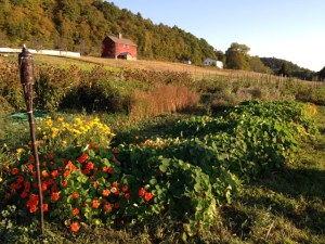 092714-Letterbox-Farm-garden