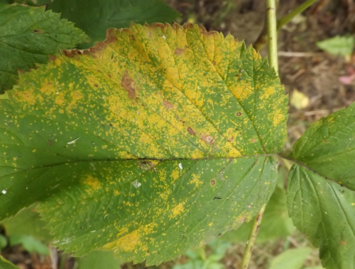 Tell tale discolouration on the upper side of the raspberry leaf...