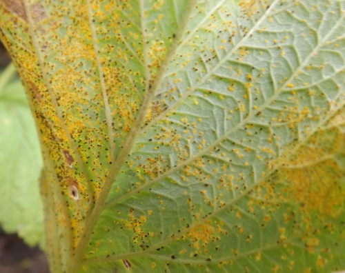 ...the different spore types on the underside of the leaf