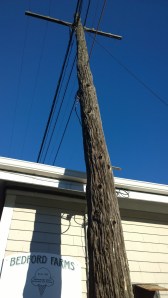 utility-pole-that-is-a-tree