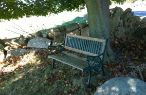 101214-bench-and-leaves