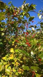 101214-bittersweet-and-winterberry