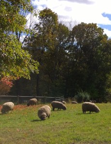 101914-Drumlin-Farm-sheep
