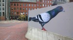 110714-a-pigeon-that-I-pass-alas