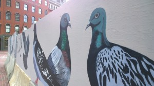 110714-stop-the-pigeon-now