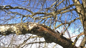 011114-tree-branch-Concord