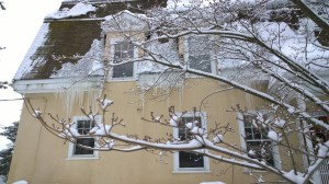 022215-hopeful-dogwood