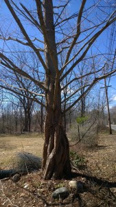 Daphne-hides-from-Apollo