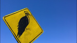 woodpecker-for-Earth-Day