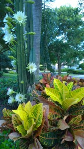 cactus-Florida