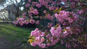 flowering-on-the-bike-path