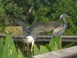 great-blue-herons-florida