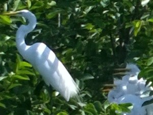 great-egret-noisy-babies