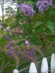 lilac-and-wisteria
