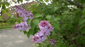 lilacs