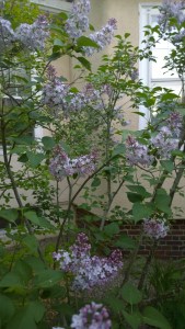 more-lilacs