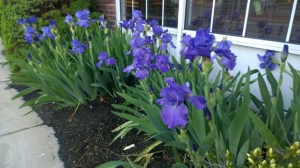 purple-iris