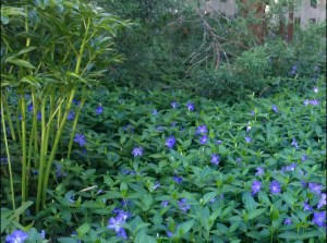 purple-vinca