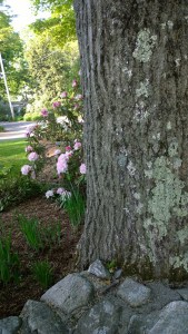 rhododendren-and-lichen