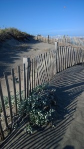 snow-fence--Crescent-Beach