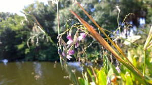 swamp-flower-Florida