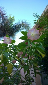 trumpet-lily-Florida