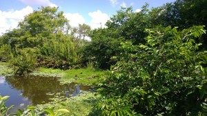 Wakodahatchee-wetlands