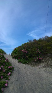 beach-entrywith-roses