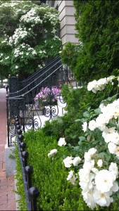 Beacon-St-flowers