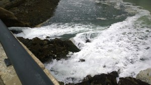 south-boston-seaweed