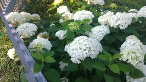 071215-white-sheep-in-the-early-morning