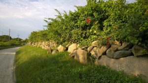 stone-wall-morning