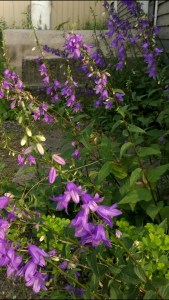 wildflowers-bell-like