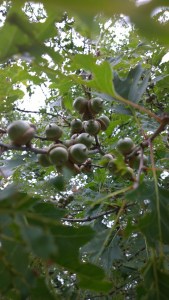 072515-acorns