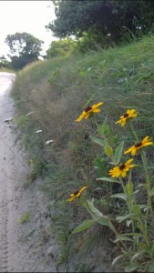 080115-black-eyed-susans