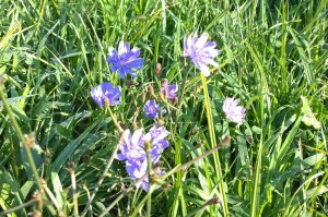 080115-ragged-sailors