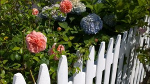 080815-rose-and-hydrangea