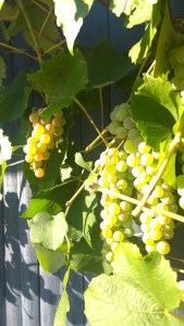 081915-grape-close-up